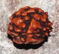 Two mukhi 32- 18x15x13